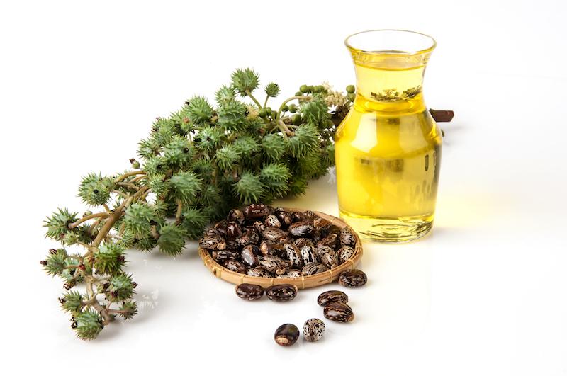 Dầu thầu dầu là một loại dầu thực vật được chiết xuất từ ​​hạt của cây Ricinus communis